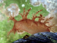 Bushy-Backed Nudibranch, Maine, USA