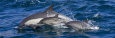 Long-Beaked Common Dolphins, Delphinus Capensis, Leaping and Swimming