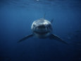 Great White Shark, Swimming, South Australia