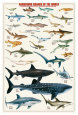 Dangerous Sharks