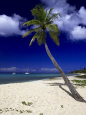 Palm Tree on La Grange Beach, St. Croix