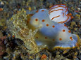A Gymnodoris ceylonica nudibranch feeding on a sea hare
