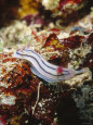 Nudibranch Sea Slug Chromodoris Lochi, Lau islands, Fiji