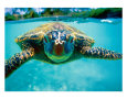 Honu, Turtle