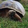 The Galapagos Tortoise is the Largest Living Tortoise, Galapagos, Ecuador