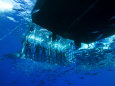 Great White Shark Swims Near Underwater Photographers in a Cage