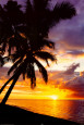 Sunset Palm Tree