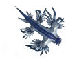 A Glaucus nudibranch camouflaged in blue and silver