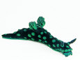 A toxic Nembrotha cristata nudibranch