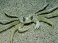 Ghost Crab, Assateaque Island, USA