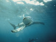 View of a Silky Shark Making a Turn with its Mouth Open