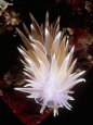Alabaster Nudibranch, Barkley Sound, Canada