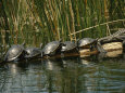 Turtles Line Up on the Safe Side of an Alligator
