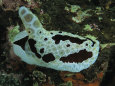 A Sea Slug or Nudibranch Creeps Across a Reef Wall