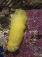 Salted Dorid Nudibranch, Dendrodoris Albopunctata, California, Usa, Pacific Ocean
