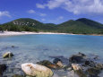 Coral, Salt Pond Bay, St. John, USVI