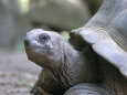 Tortoise, South Coast, Curieuse Island, Seychelles, Indian Ocean, Africa