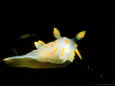 Four-Lined Polycera, Nudibranch, Vevang, Norway