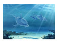 Atlantic Bottlenose Dolphin