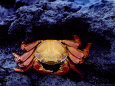 Detail of Sally Lightfoot Crab on Black Lava, Galapagos Islands, Ecuador