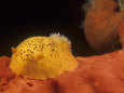 Sea Lemon Nudibranch, Anisodoris Nobilis, Feeding on a Sponge, California, Usa, Pacific Ocean