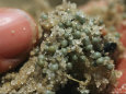 Close view of horseshoe crab eggs