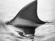 Shark Fin
