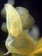 Hooded Nudibranch, Feeding, Bc