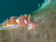 Nudibranch, Mounts Bay, UK