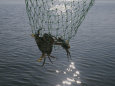 Two blue crabs caught in a net