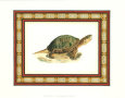 Tortoiseshell II