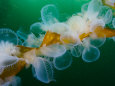 Group of Hooded Nudibranchs, Melibe Leonina