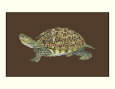 Tortoise Collector IV