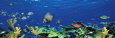 School of Fish Swimming in the Sea, Digital Composite