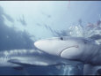 Blue Sharks Swim Near the Waters Surface
