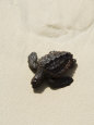 Baby Turtle on Beach, Santa Maria, Sal (Salt), Cape Verde Islands, Africa