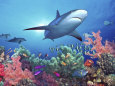 Low Angle View of a Shark Swimming Underwater, Indo-Pacific Ocean