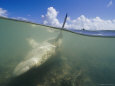 Gray Reef Shark Near Kanton Lies Snared in Local Fishermans Net