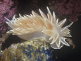 Chalk White Nudibranch, Dirona Albolineata, California Usa, Pacific Ocean