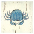 Blaue Landkrabbe