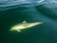 Long-Beaked Common Dolphin Swimming Just under the Water's Surface