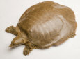 Smooth Softshell Turtle, Apalone Mutica
