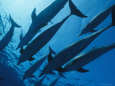 School of Spotted Dolphins, Bahama Islands