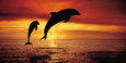 Bottlenose Dolphins, the Caribbean