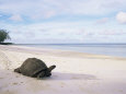 Aldabra Tortoise on Beach, Picard Island, Aldabra, Seychelles