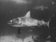 Bull Shark