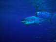 Great White Shark Swims in Clear Water Off Guadalupe Island