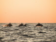 Long-Beaked Common Dolphin Swimming and Leaping at Sunset