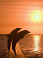 Bottlenose Dolphins, Caribbean Sea