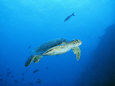 Green Sea Turtle, off Sipadan Island, East Malaysia